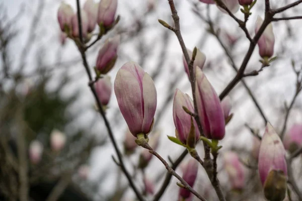 Floração Árvore Primavera Flores Magnolia Florescendo Árvore Eslováquia — Fotografia de Stock