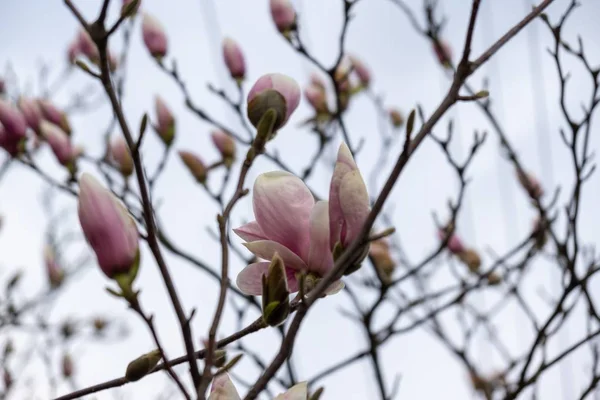 Άνοιξη Ανθοφορία Δέντρο Μανόλια Λουλούδια Ανθίζουν Στο Δέντρο Σλοβακία — Φωτογραφία Αρχείου
