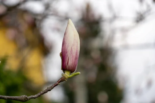 Цветение Весеннего Дерева Цветы Магнолии Цветущие Дереве Словакия — стоковое фото