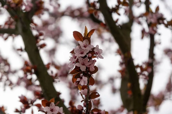 Vårens Träd Blommar Rosa Blommor Blommande Träd Slovakien — Stockfoto