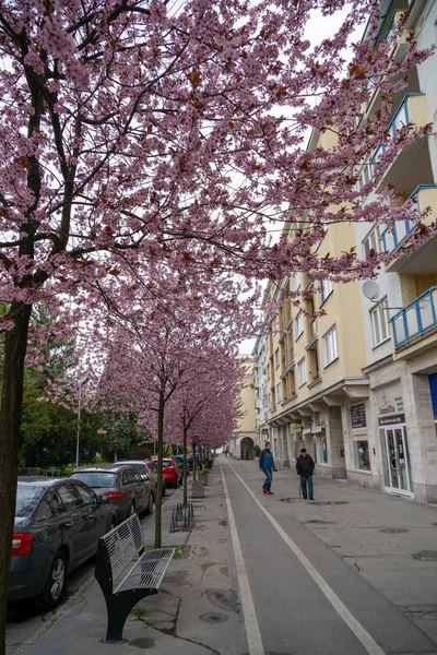 Весеннее Дерево Цветет Розовые Цветы Цветущем Дереве Словакия — стоковое фото