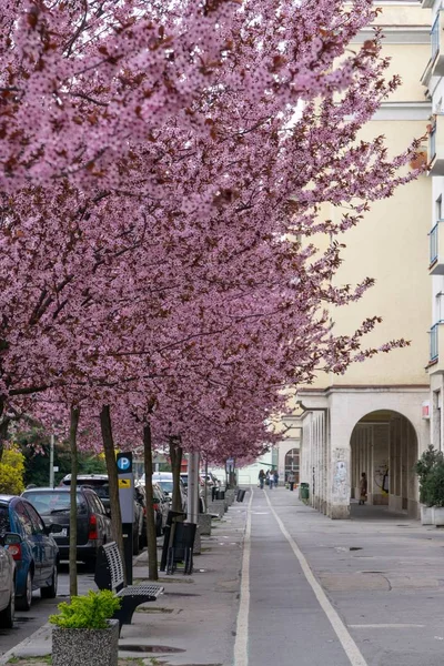 Kvetoucí Jarní Strom Růžové Květy Kvetoucím Stromě Slovensko — Stock fotografie