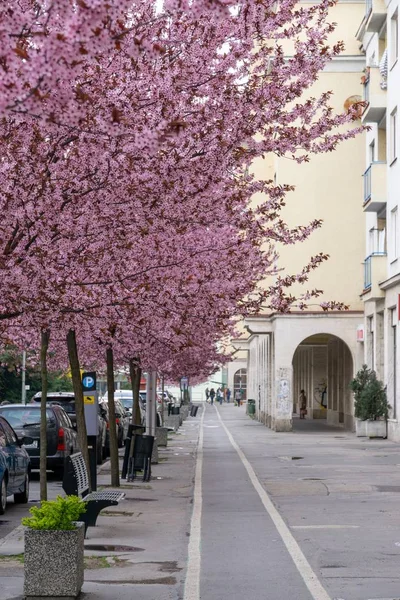 春の木の開花 桜の上にピンクの花 スロバキア — ストック写真