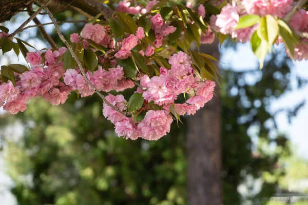 Floração Árvore Primavera Flores Cor Rosa Árvore Florescente Eslováquia — Fotografia de Stock