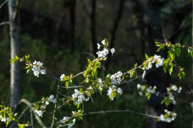 Bahar ağacı çiçek açıyor. Beyaz çiçek açan ağaç. Slovakya
