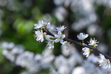 Bahar ağacı çiçek açıyor. Beyaz çiçek açan ağaç. Slovakya