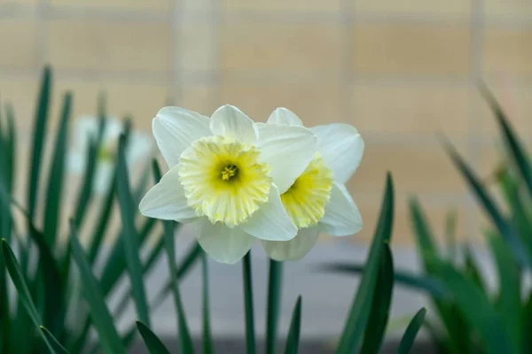 Floração Primavera Flor Daffodil Grama Eslováquia — Fotografia de Stock
