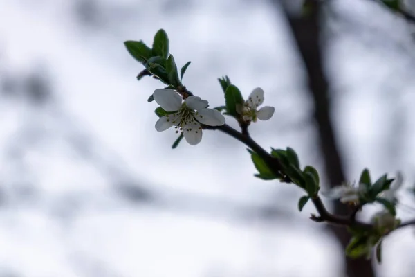 Spring Tree Flowering White Blooming Tree Slovakia — Stock Photo, Image