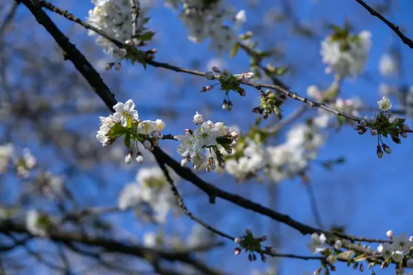 Floraison Printanière Arbre Fleurs Blanches Slovaquie — Photo