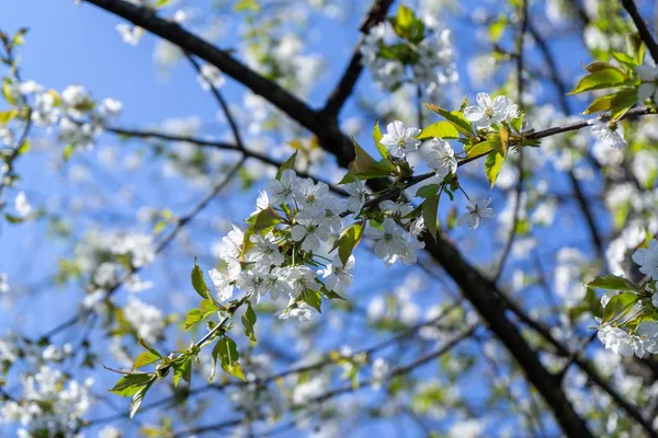 Floraison Printanière Arbre Fleurs Blanches Slovaquie — Photo