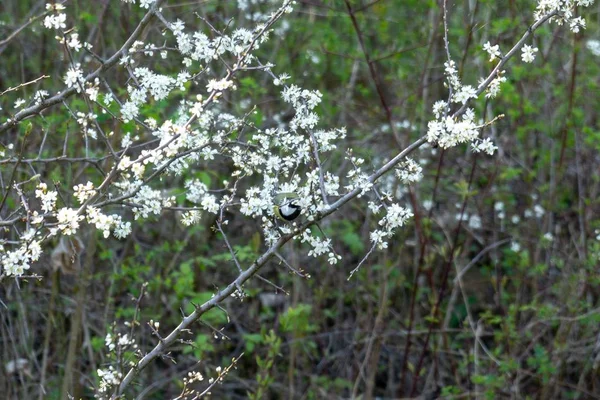 Floración Del Árbol Primavera Árbol Blanco Floreciente Países Bajos — Foto de Stock