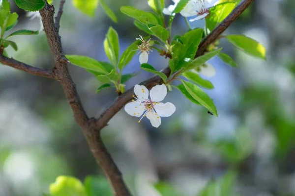 Bahar Ağacı Çiçek Açıyor Beyaz Çiçek Açan Ağaç Slovakya — Stok fotoğraf
