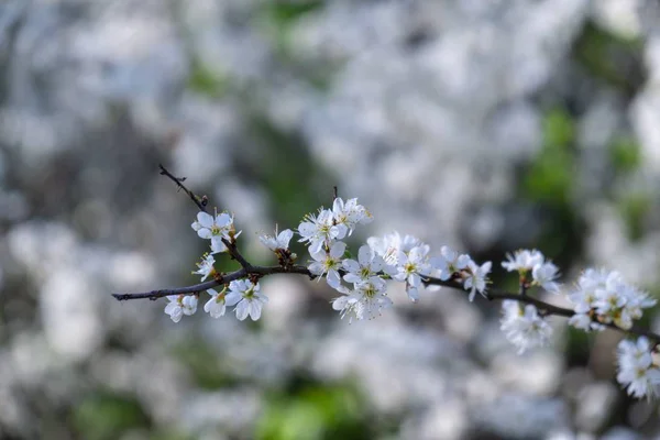 Floração Árvore Primavera Árvore Branca Eslováquia — Fotografia de Stock