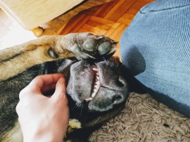 Alman çoban köpeği köpek yavrusu insan eliyle oynuyor. Slovakya
