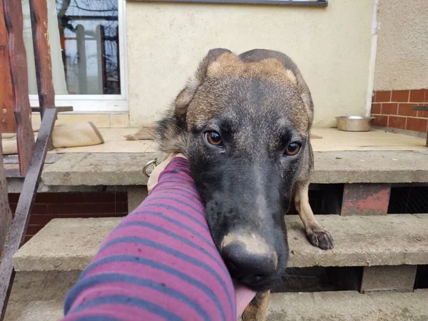 Німецький Собака Пастух Бавиться Людською Рукою Словаччина — стокове фото