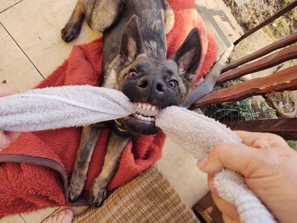 Німецький Собака Пастух Бавиться Людською Рукою Словаччина — стокове фото