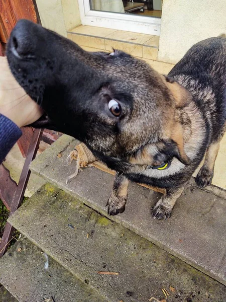 Perro Pastor Alemán Cachorro Joven Jugando Con Mano Humana Países — Foto de Stock