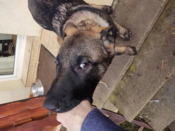 Cão Pastor Alemão Filhote Cachorro Brincando Com Mão Humana Eslováquia — Fotografia de Stock