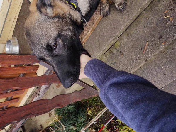 人間の手で遊ぶドイツの羊飼いの犬の若い子犬 スロバキア — ストック写真