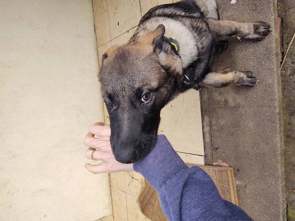 Cão Pastor Alemão Filhote Cachorro Brincando Com Mão Humana Eslováquia — Fotografia de Stock