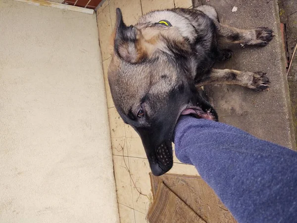 Duitse Herdershond Jonge Puppy Spelen Met Menselijke Hand Slowakije — Stockfoto