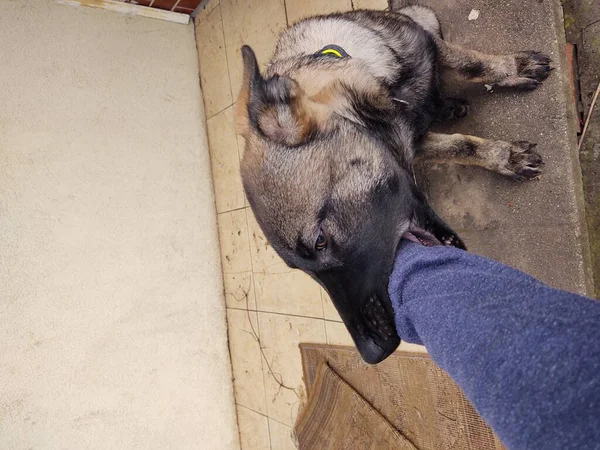 Schäferhund Junge Welpen Spielen Mit Menschlicher Hand Slowakei — Stockfoto
