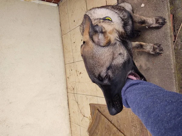 Cão Pastor Alemão Filhote Cachorro Brincando Com Mão Humana Eslováquia — Fotografia de Stock