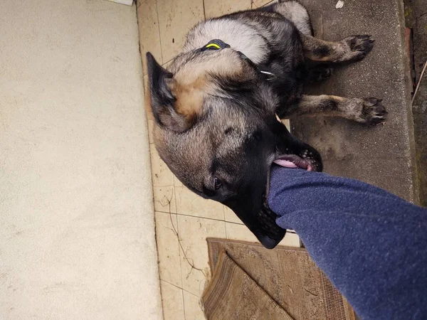 Tysk Herde Hund Ung Valp Leker Med Människohand Slovakien — Stockfoto