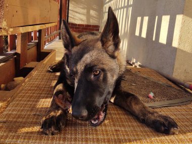 Alman çoban köpeği. Yakın çekim.