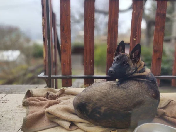 Cão Pastor Alemão Fechar Tiro — Fotografia de Stock