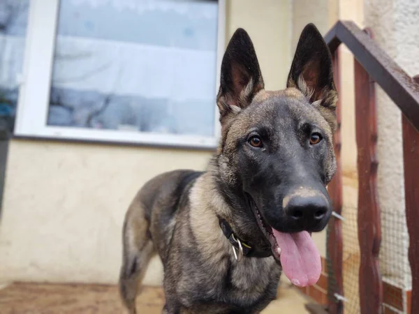 Cão Pastor Alemão Fechar Tiro — Fotografia de Stock