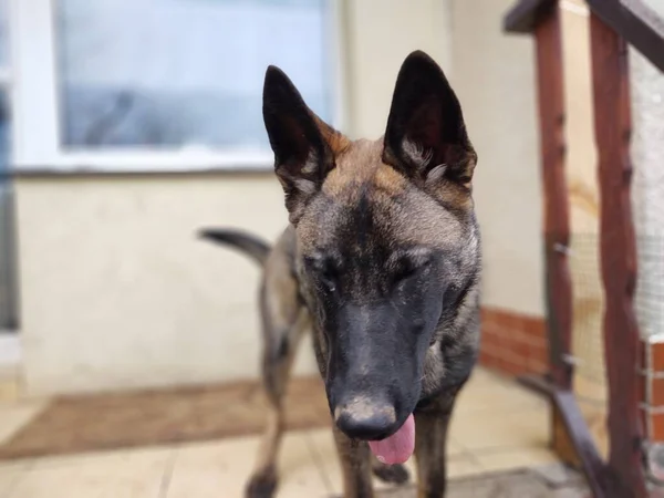 Cão Pastor Alemão Fechar Tiro — Fotografia de Stock