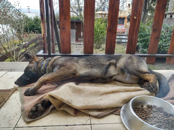 Cão Pastor Alemão Fechar Tiro — Fotografia de Stock