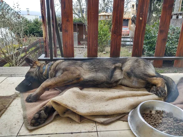 ドイツの羊飼い犬 撃たれた — ストック写真