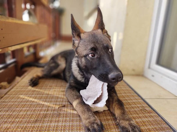 Cão Pastor Alemão Fechar Tiro — Fotografia de Stock