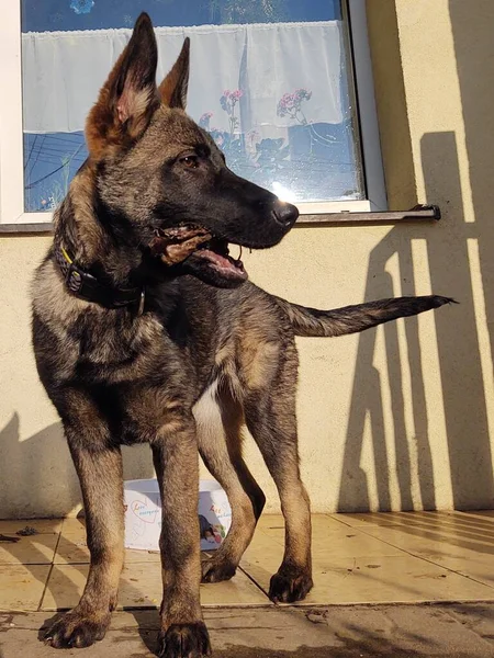 Tysk Herdehund Närbild Skott — Stockfoto