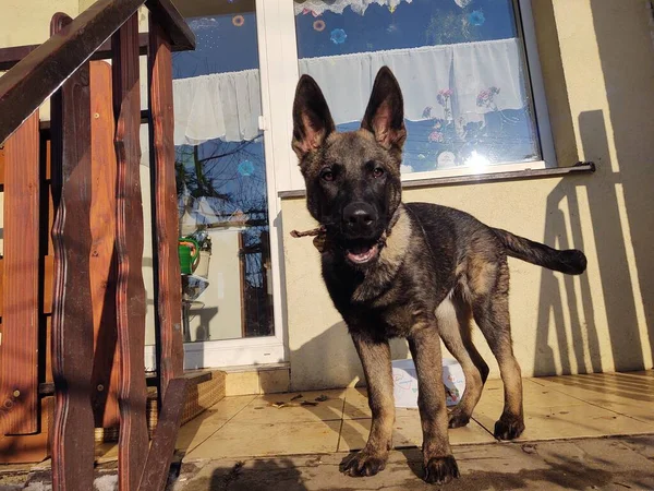 Cão Pastor Alemão Fechar Tiro — Fotografia de Stock