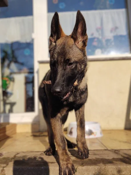 Cão Pastor Alemão Fechar Tiro — Fotografia de Stock