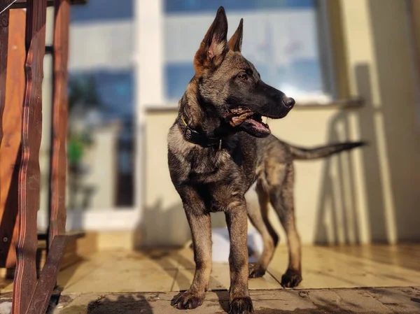 ドイツの羊飼い犬 撃たれた — ストック写真