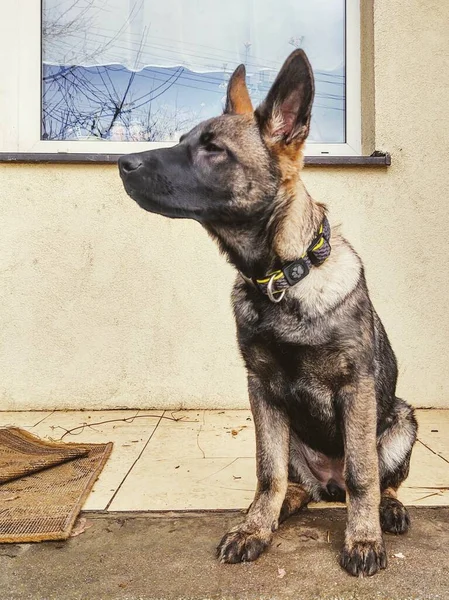 Alman Çoban Köpeği Yakın Çekim — Stok fotoğraf