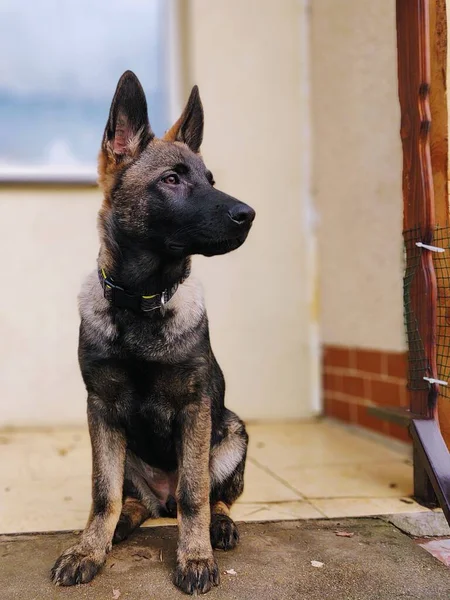 Tysk Herdehund Närbild Skott — Stockfoto