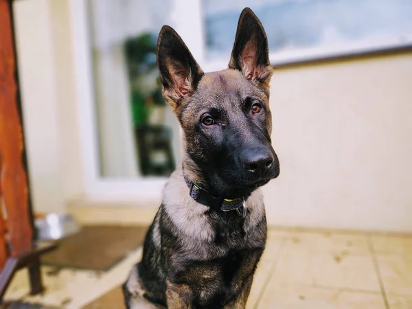 Alman Çoban Köpeği Yakın Çekim — Stok fotoğraf