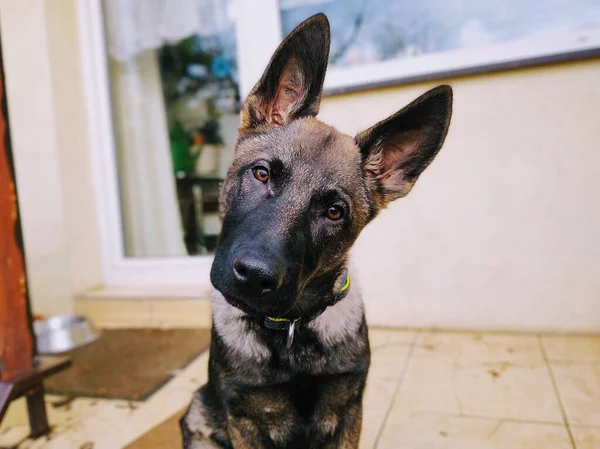 Cão Pastor Alemão Fechar Tiro — Fotografia de Stock