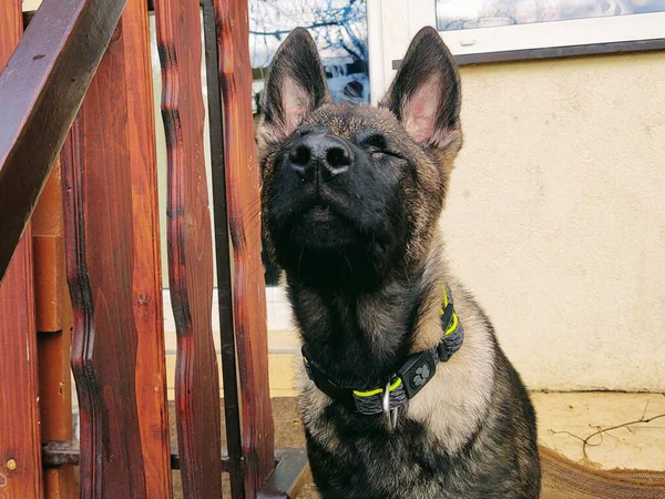 Cão Pastor Alemão Fechar Tiro — Fotografia de Stock