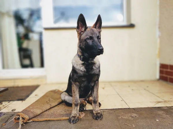 Cão Pastor Alemão Fechar Tiro — Fotografia de Stock