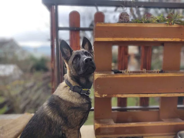 Deutscher Schäferhund Nahaufnahme — Stockfoto