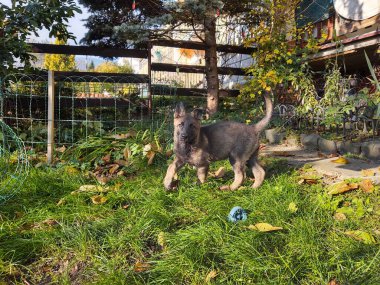 Alman çoban köpeği köpek yavrusu bahçede oynuyor. Slovakya
