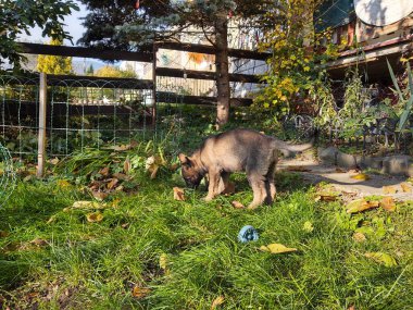 Alman çoban köpeği köpek yavrusu bahçede oynuyor. Slovakya