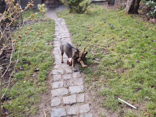 庭で遊んでいるドイツの羊飼いの犬の若い子犬 スロバキア — ストック写真