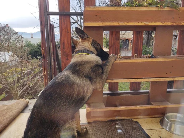 Chien Berger Allemand Jeune Chiot Jouant Dans Jardin Slovaquie — Photo